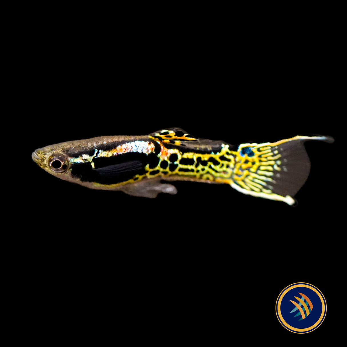 Tiger Endler Pairs (Poecilia wingei)