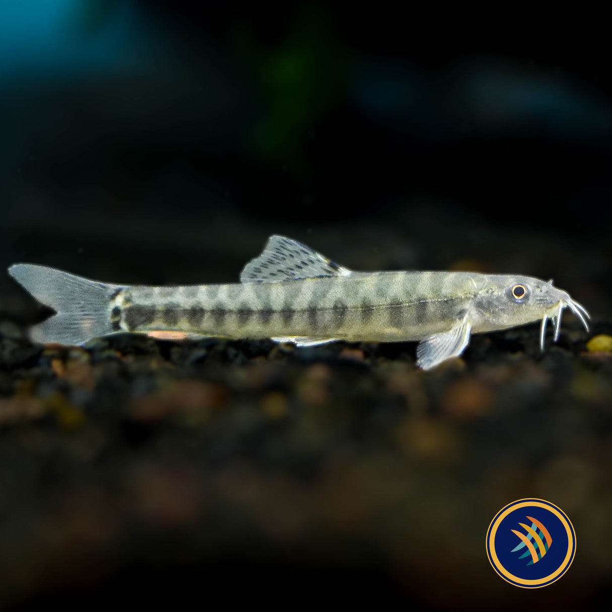 Tiger Stone Loach (Sundoreonectes obesus) 3-5cm