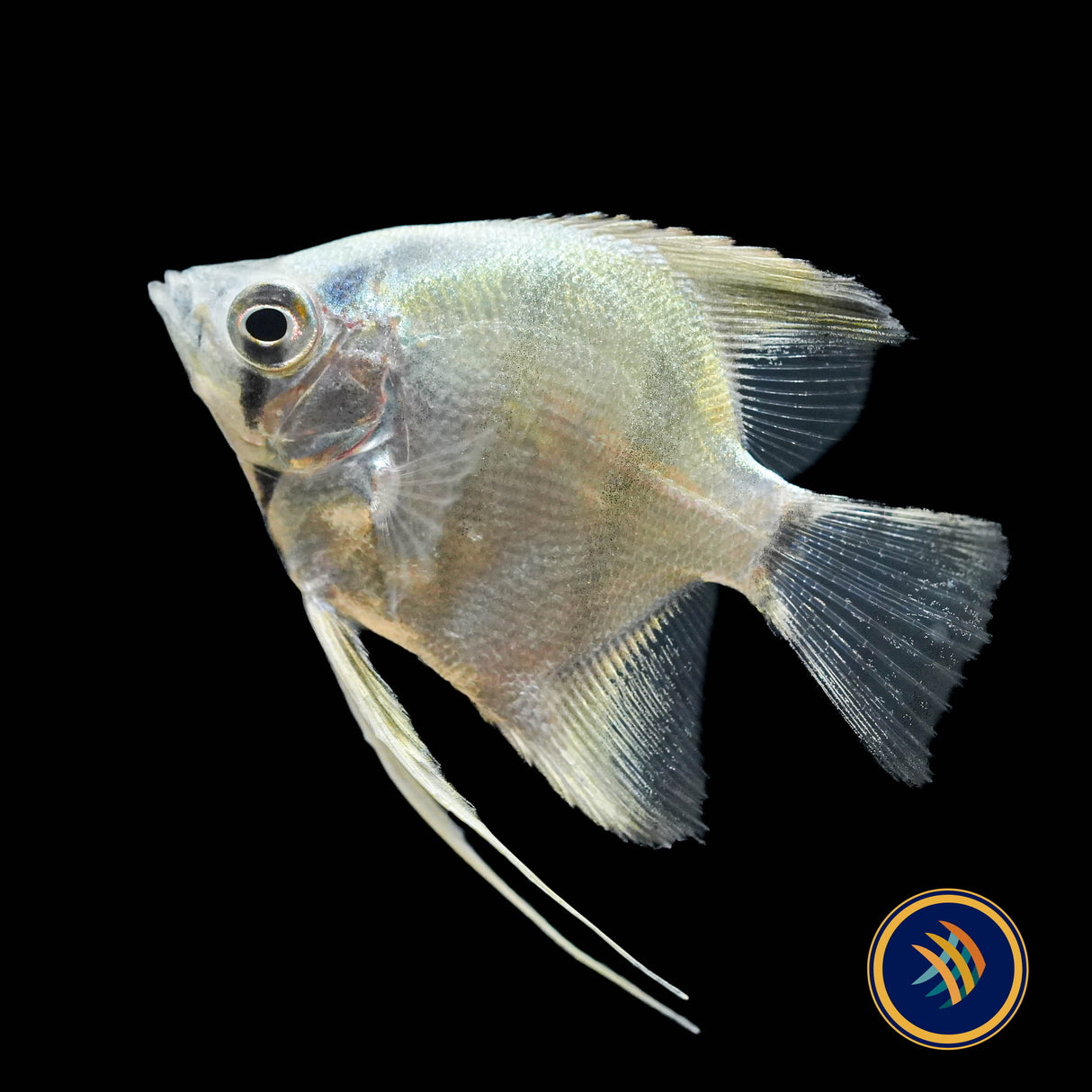 Turkish Green Angelfish (Pterophyllum scalare) 2-3cm | Cichlids Badis & Gouramis | Largest Tropical Fish Selection at Your Local Fish Store