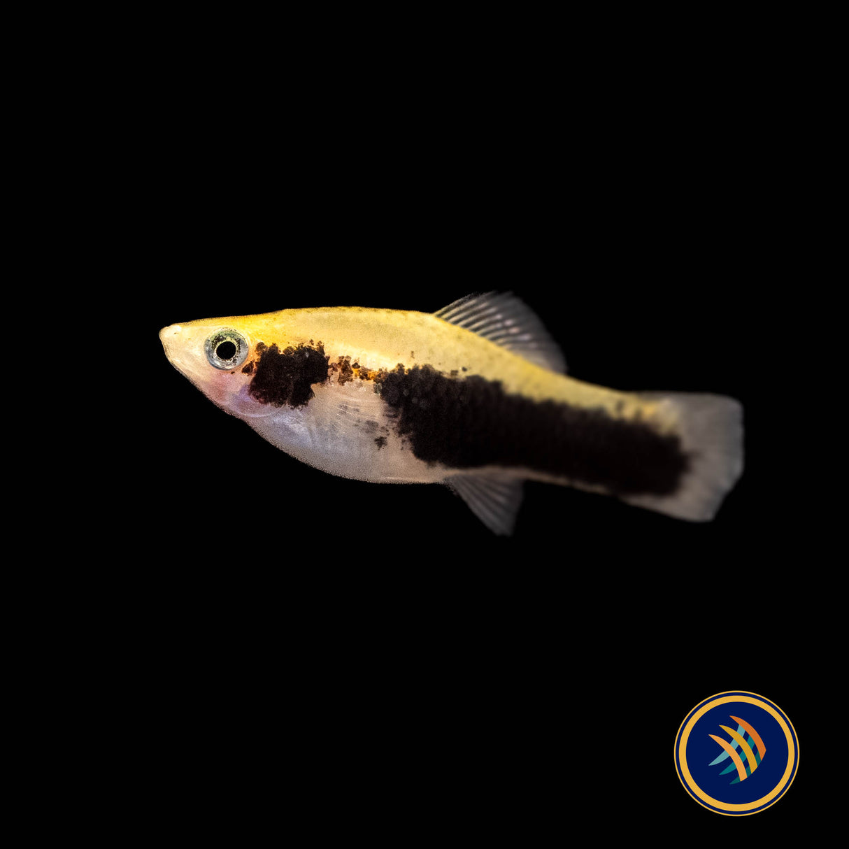 Tuxedo Gold Swordtail (Xiphophorus hellerii) 4cm+