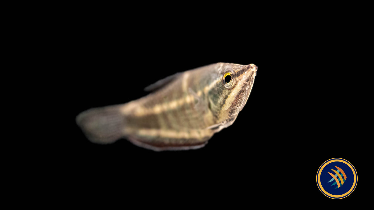 Vaillant's Chocolate Gourami (Samurai) (Sphaerichthys vaillanti) 3-4cm | Cichlids Badis & Gouramis | Largest Tropical Fish Selection at Your Local Fish Store