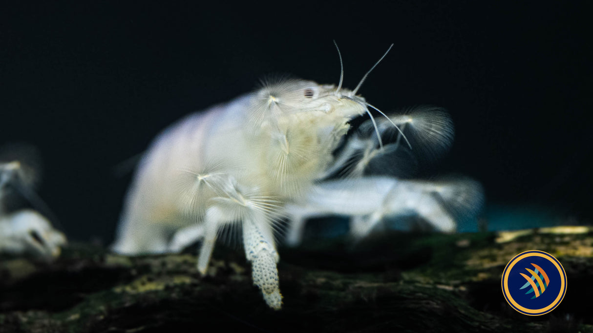 Vampire Shrimp 3-5cm (Atya gabonensis) (Aquarium Glaser) | Snails Shrimp Crayfish Crabs | Largest Tropical Fish Selection at Your Local Fish Store