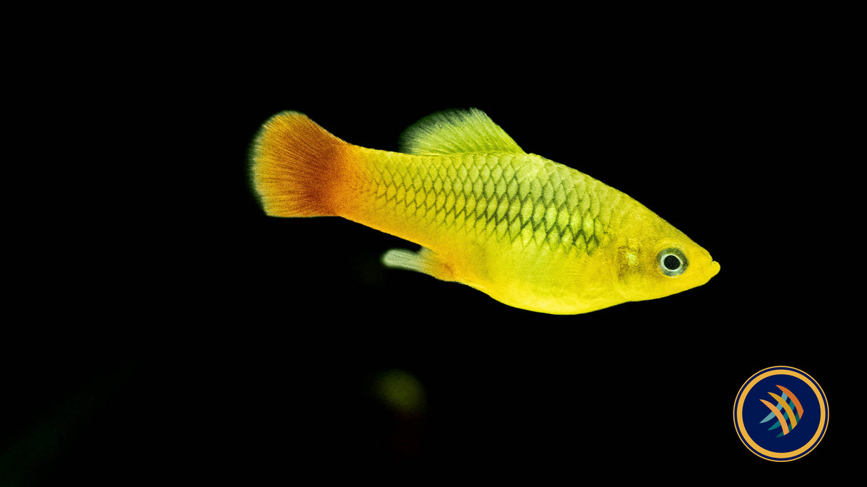 Variatus Platy (Xiphophorus variatus) 3cm+ | Livebearers | Largest Tropical Fish Selection at Your Local Fish Store