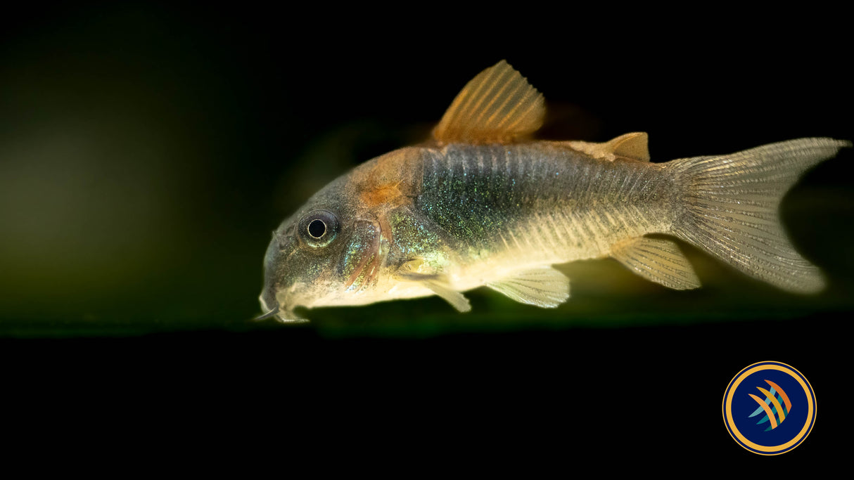 Venezuelan Orange Corydora (Corydoras venezuelanus) | Catfish Loaches & Plecos | Largest Tropical Fish Selection at Your Local Fish Store