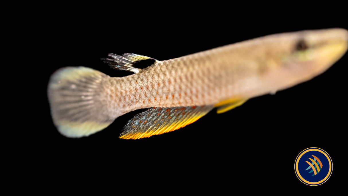 White Spot Killifish (Aplocheilus armatus) | Rainbowfish Killifish & Danios | Largest Tropical Fish Selection at Your Local Fish Store