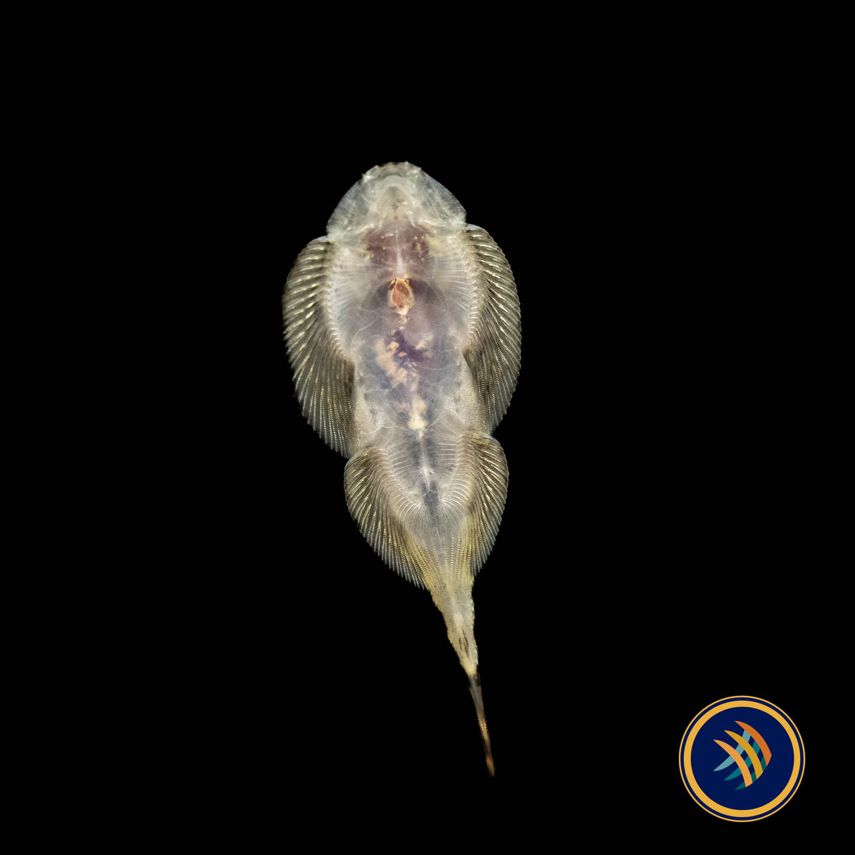 White Panda Borneo Loach (Hypergastromyzon humilis) 2-3cm | Other Livestock | Largest Tropical Fish Selection at Your Local Fish Store