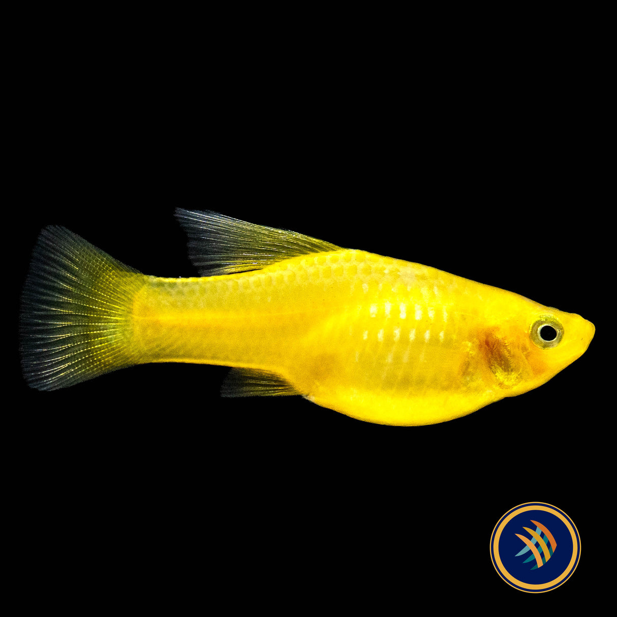 Yellow Banana Hi-Fin Platy 3cm | Livebearers | Largest Tropical Fish Selection at Your Local Fish Store