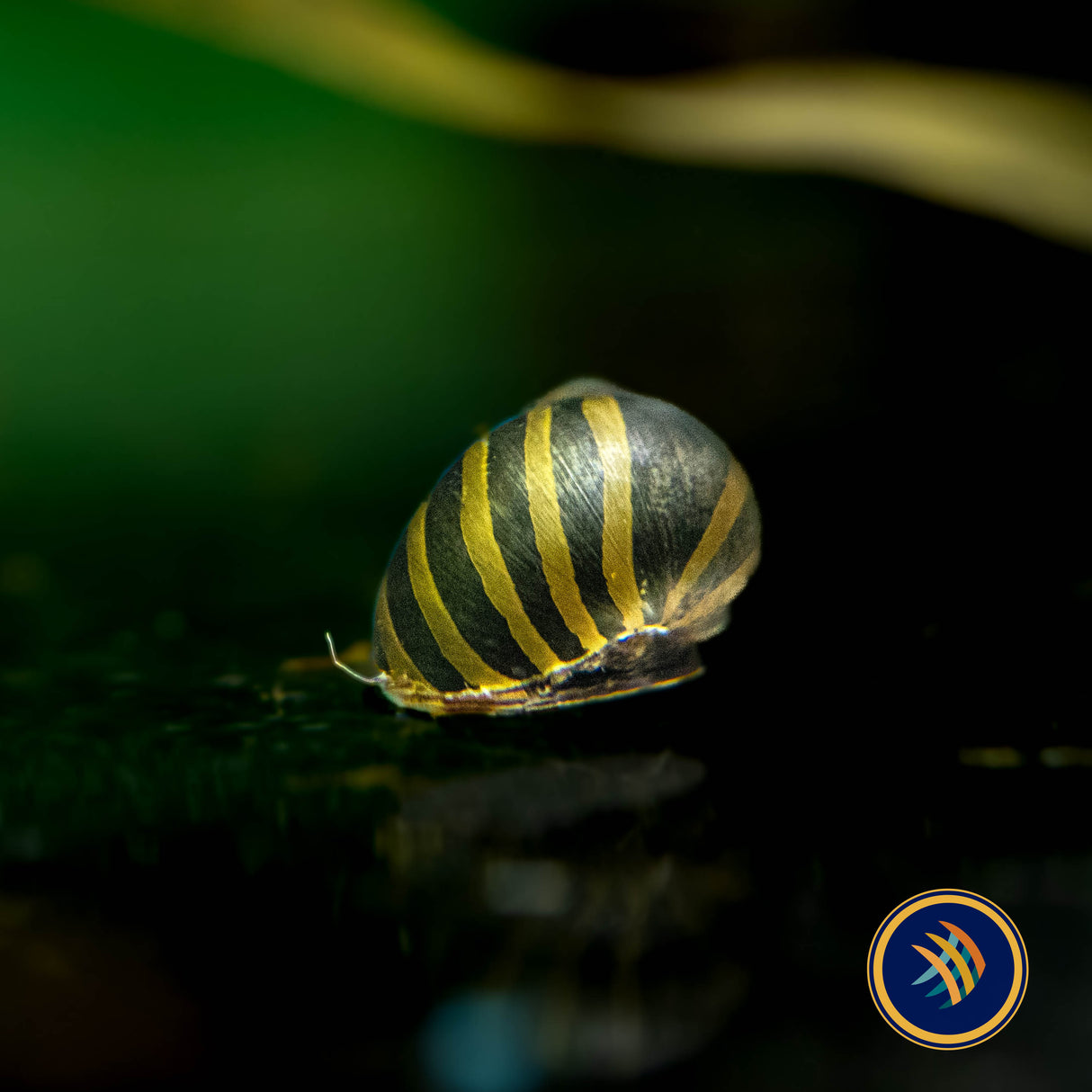 Zebra Nerite Snail (Vittina natalensis) (Large) Aquarium Glaser | Snails Shrimp Crayfish Crabs | Largest Tropical Fish Selection at Your Local Fish Store