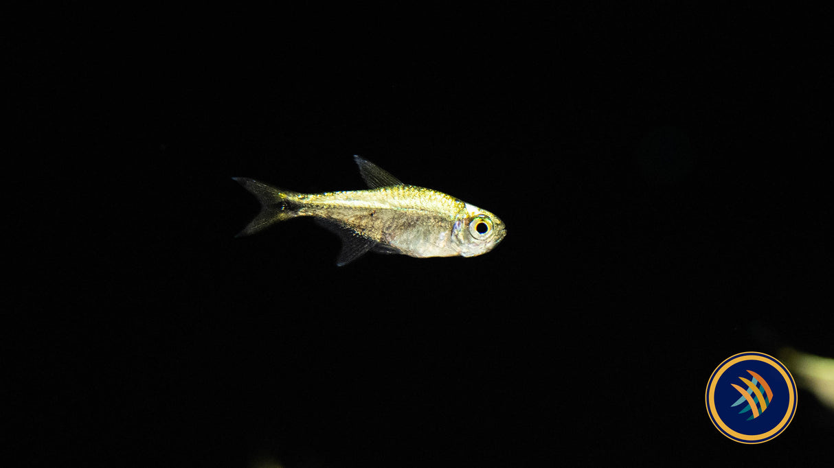 Dawn Tetra (Hyphessobrycon eos) Med - Aquarium Glaser | Tetras Rasboras & Pencilfish | Largest Tropical Fish Selection at Your Local Fish Store