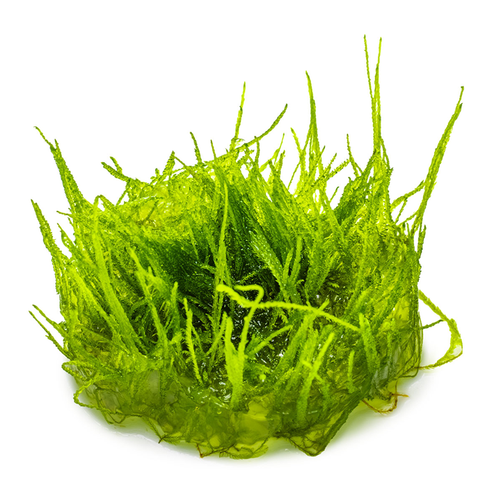 Taxiphyllum barbieri 'Bogor Moss' (Java Moss) 003 TC | Tissue Cultures | Largest Tropical Fish Selection at Your Local Fish Store