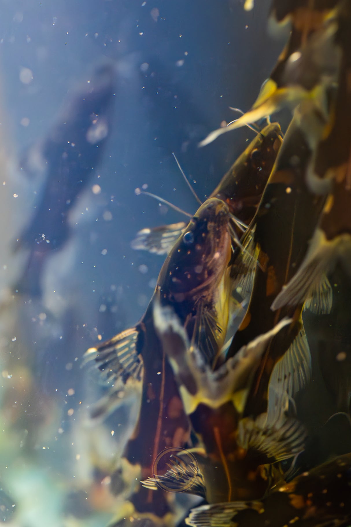 Dwarf Borneo Bumblebee Catfish (Pseudomystus funebris) | Catfish Loaches & Plecos | Largest Tropical Fish Selection at Your Local Fish Store