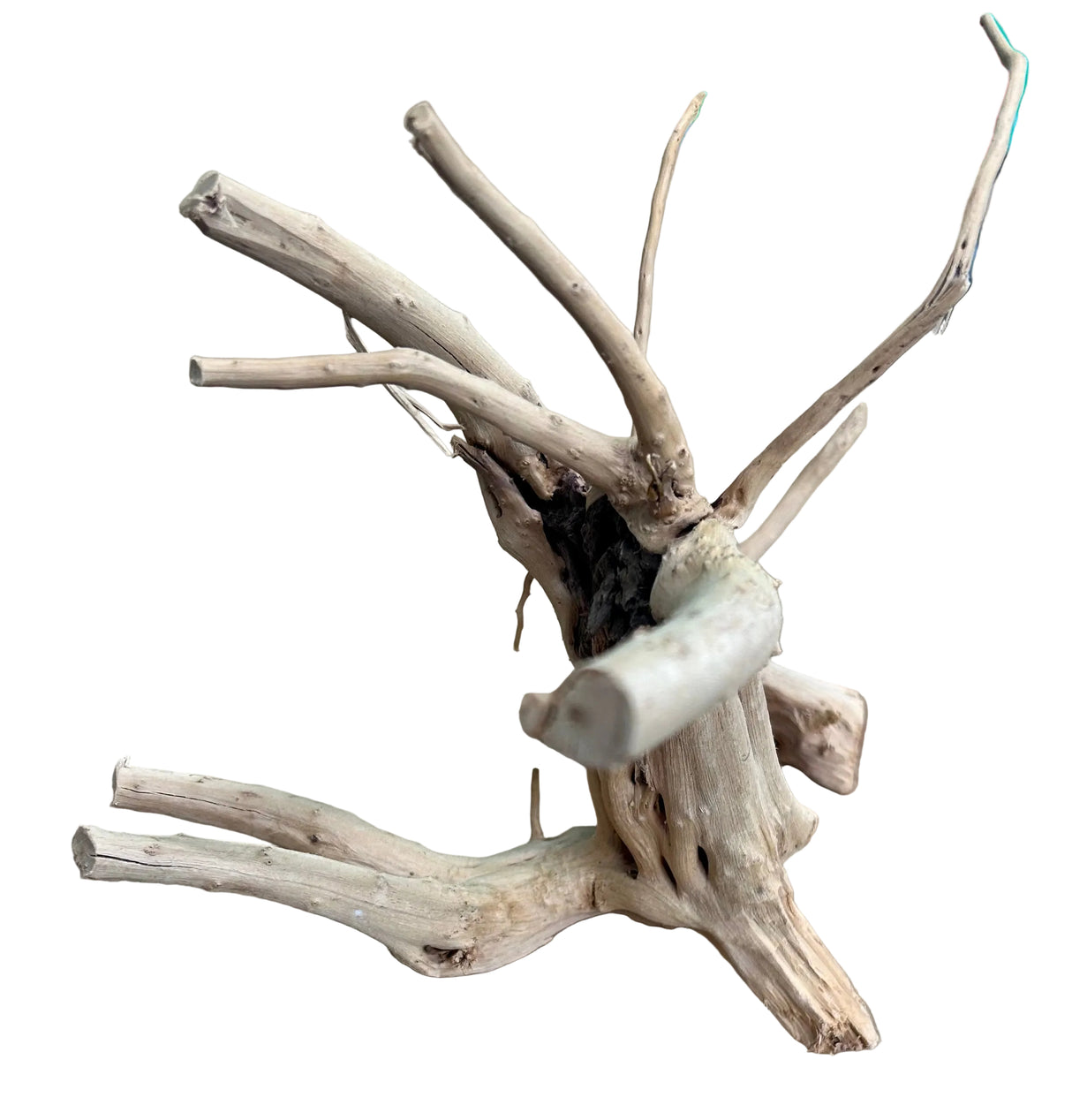 Piece of Spiderwood