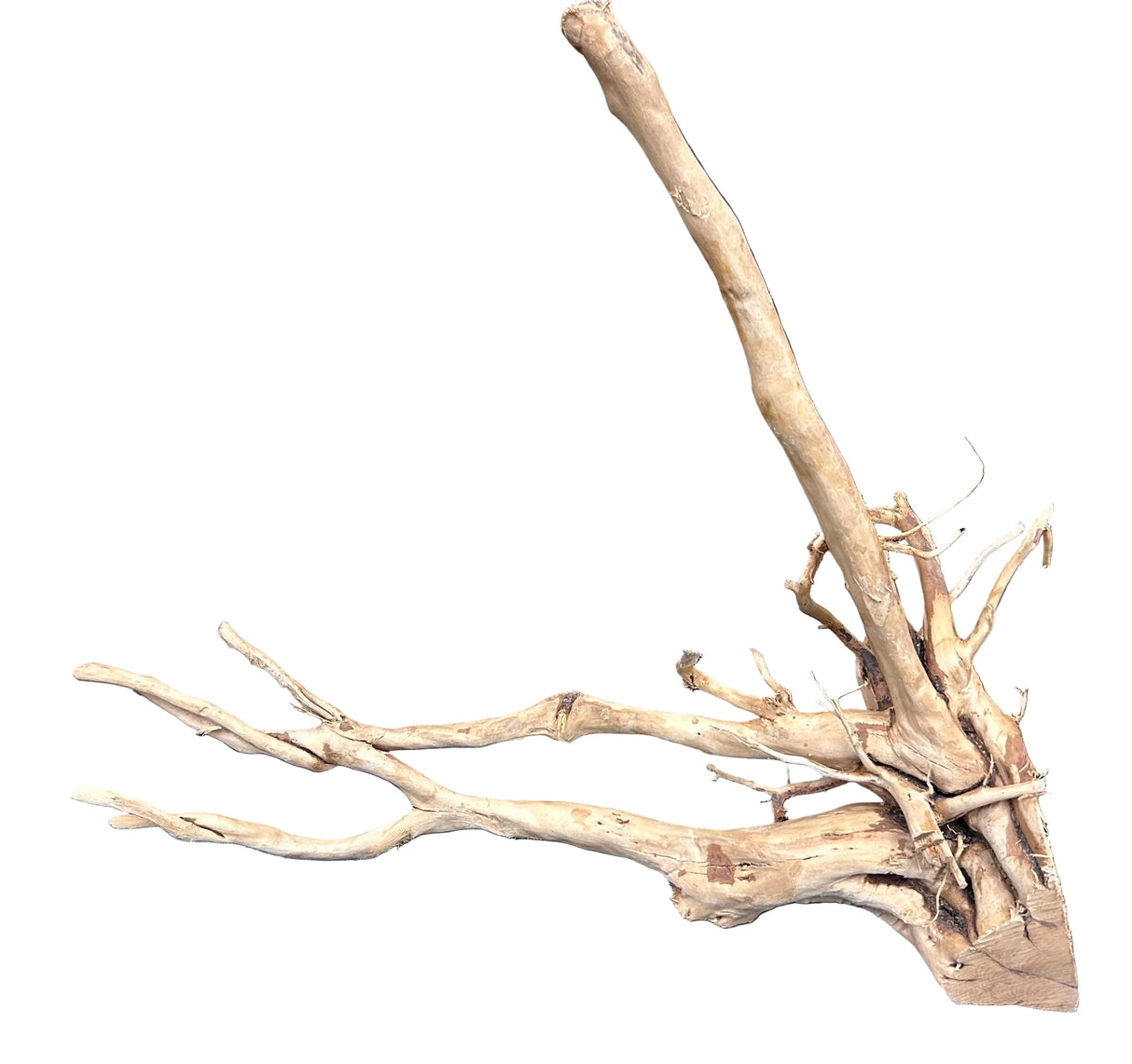 Spiderwood