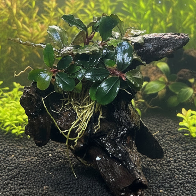 Bucephalandra brownie ghost ulu kapu on small driftwood