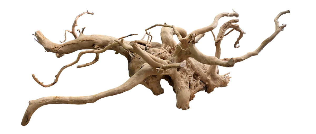 XX Large Spiderwood