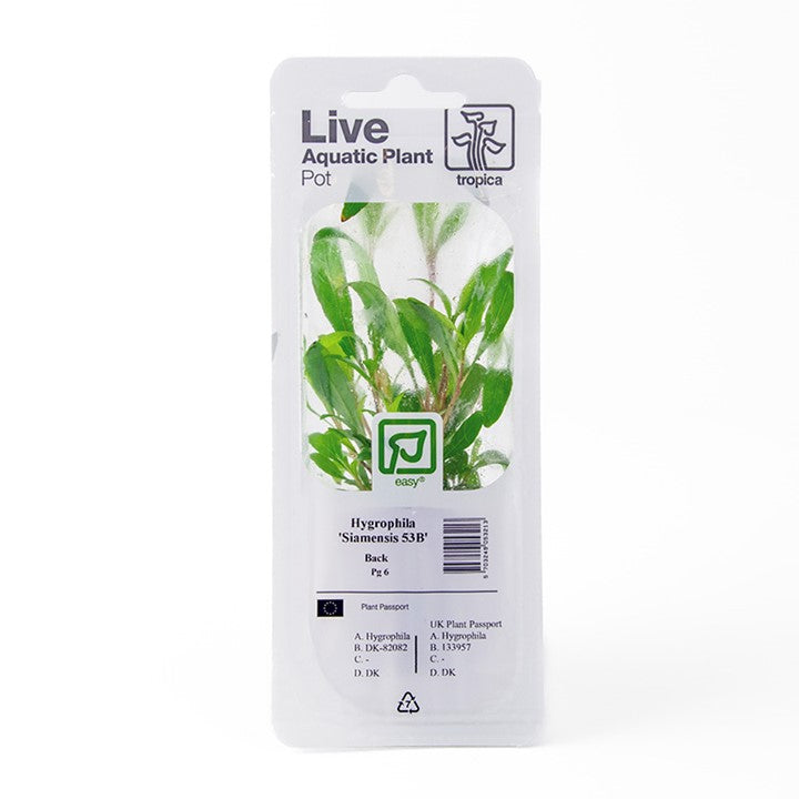 Lobelia cardinalis 053C PCS | Potted Plants | Largest Tropical Fish Selection at Your Local Fish Store