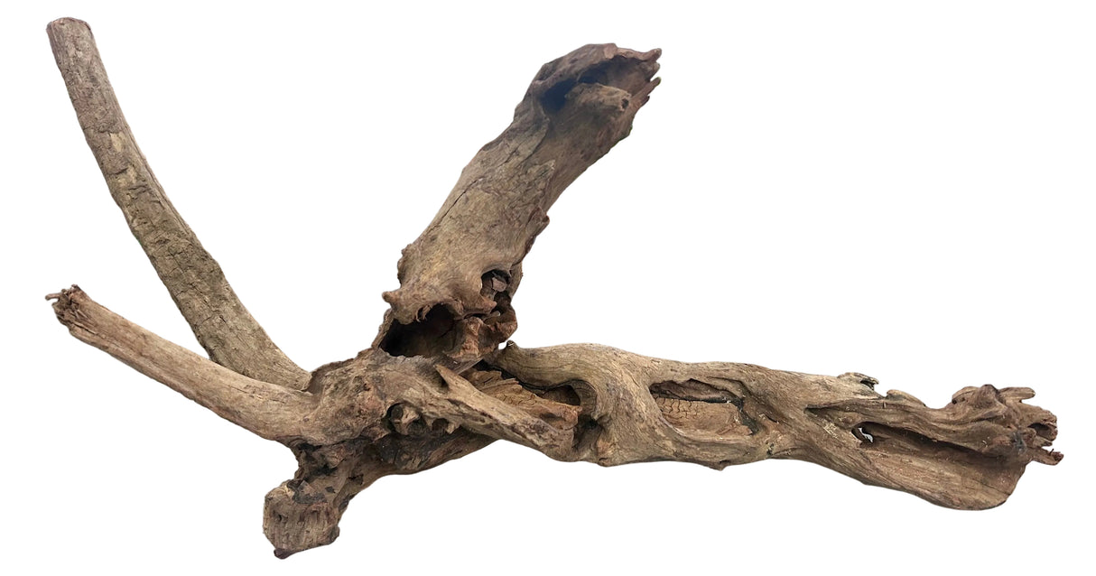 Malaysian Mangrove Sinking Driftwood