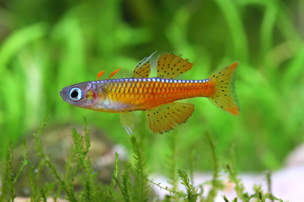 Red Neon Blue Eye Rainbow (Pseudomugil luminatus)