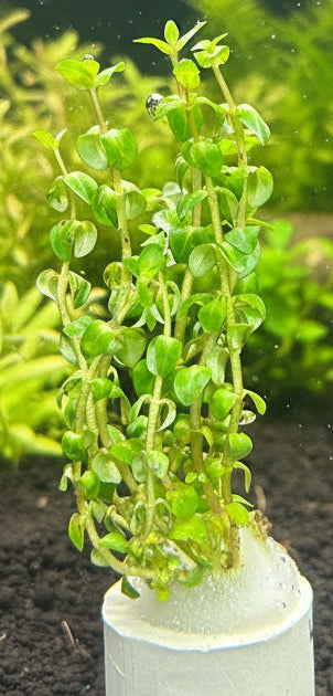 Rotala var "Pearl" Bare Root - WL1168 | Potted Plants | Largest Tropical Fish Selection at Your Local Fish Store