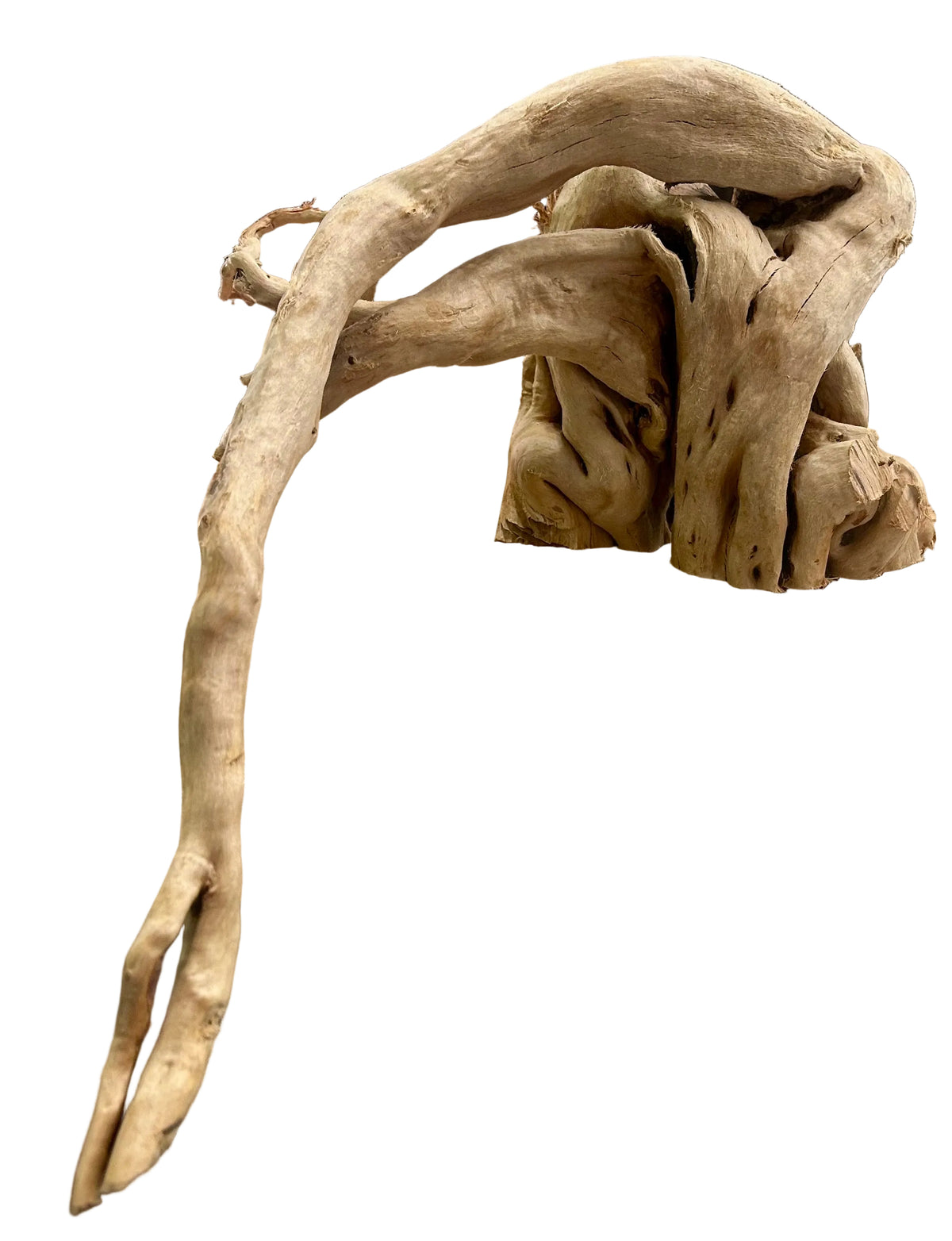 Large Piece of Spiderwood
