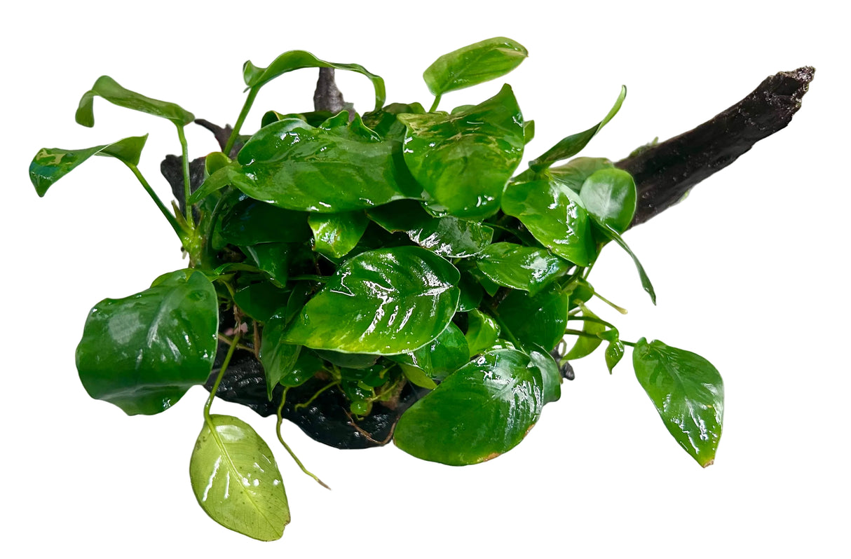 Anubias barteri var. nana on Medium Driftwood