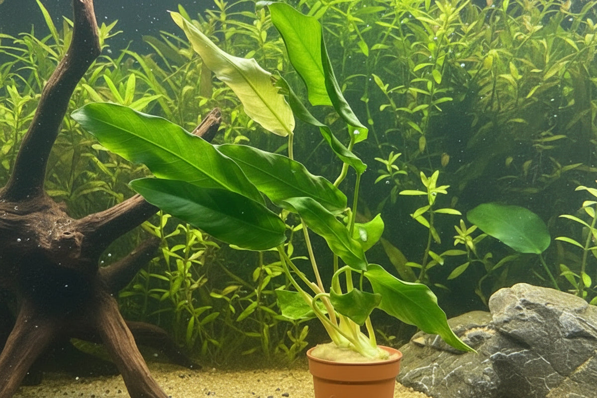 Anubias lanceolata Potted - WP020A