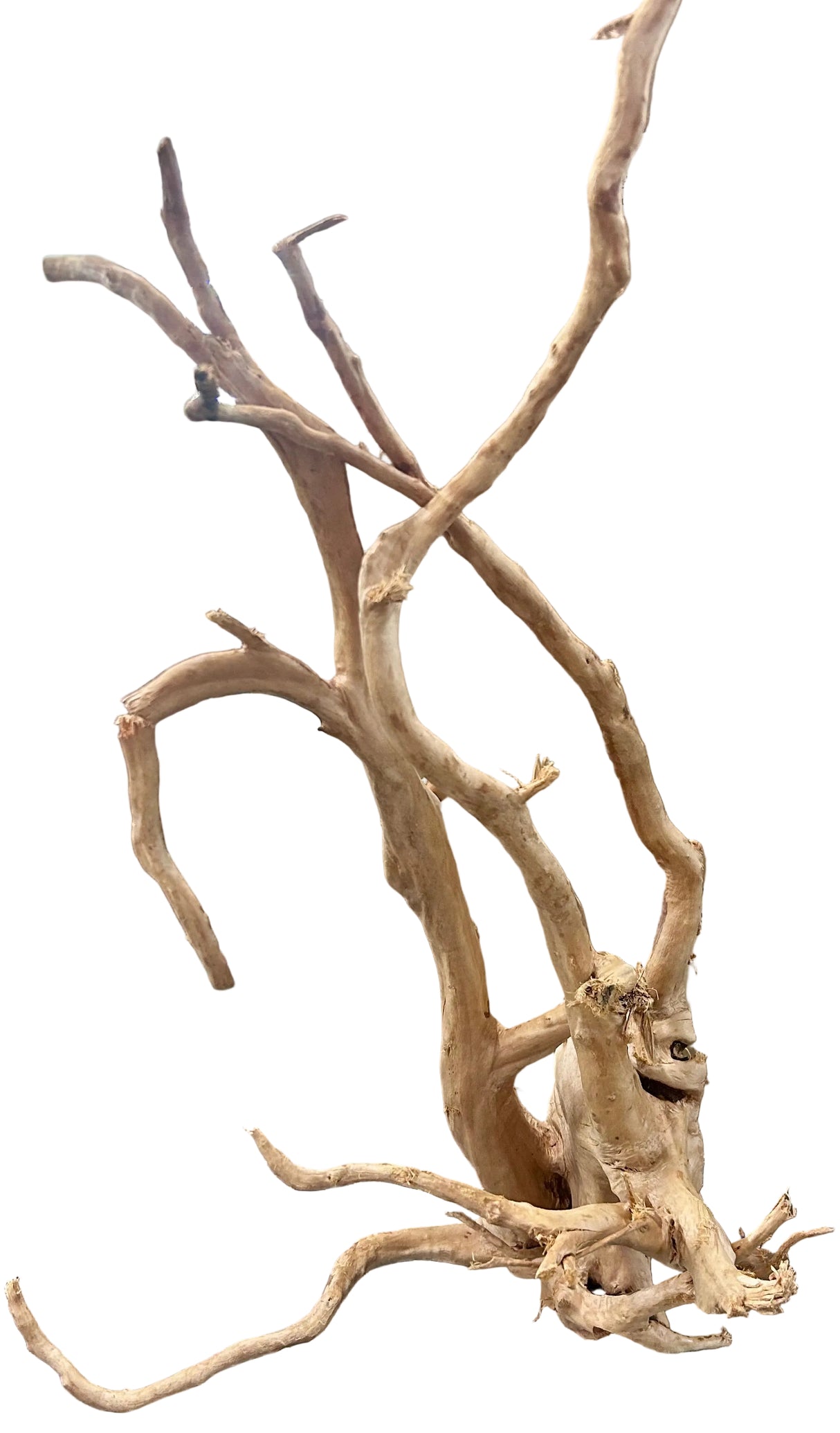 Large Piece of Spiderwood