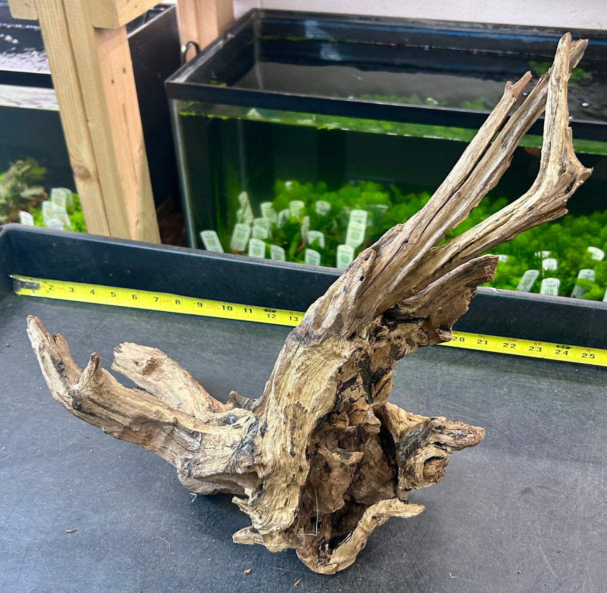 W.Y.S.I.W.Y.G.- 405 - Malaysian Mangrove Wood