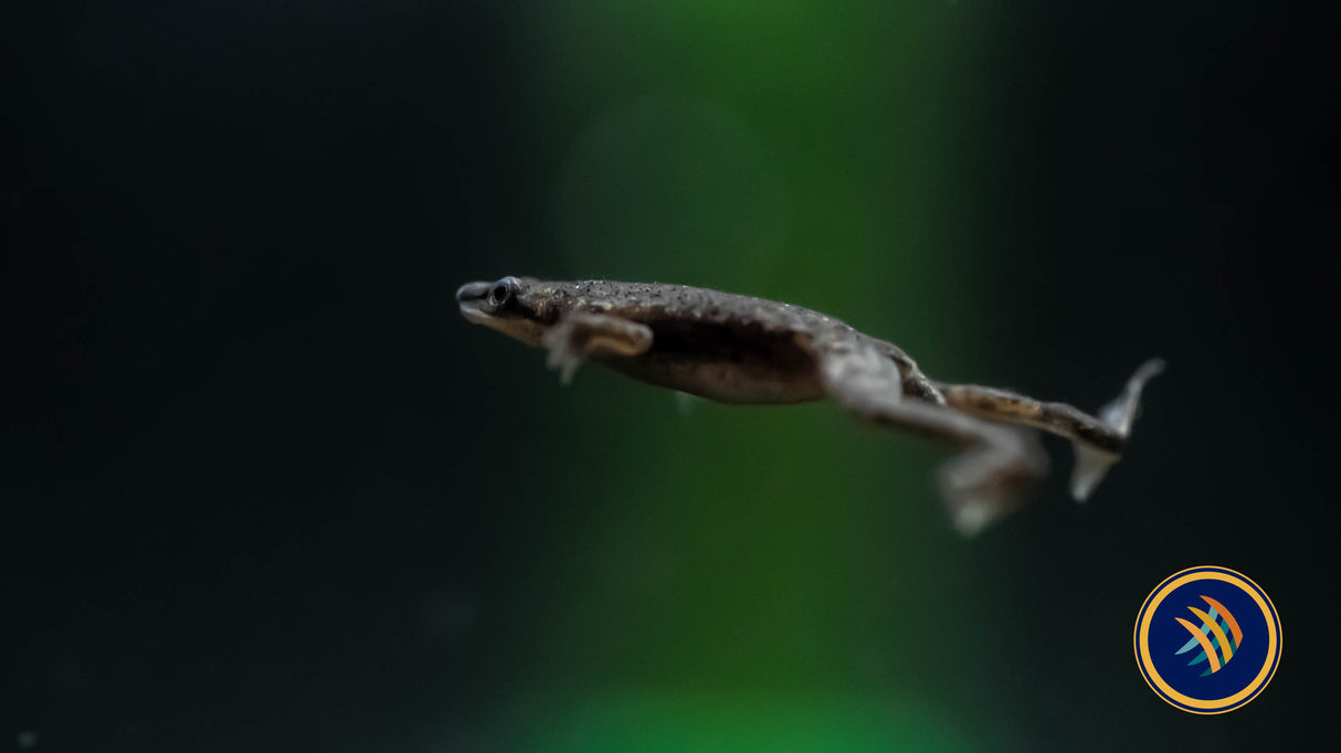 African Dwarf Frog (Hymenochirus boettgeri) | Other Livestock | Largest Tropical Fish Selection at Your Local Fish Store