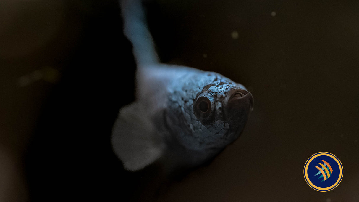 Alien Betta Male | Bettas | Largest Tropical Fish Selection at Your Local Fish Store