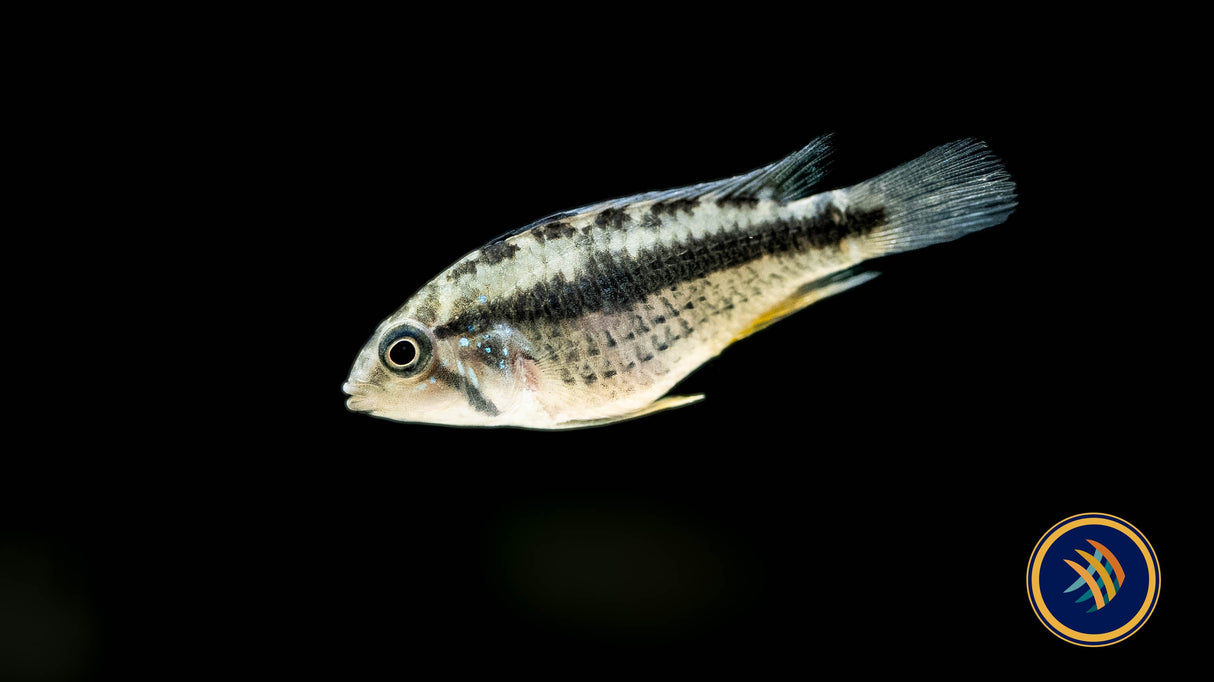 Apistogramma Hongsloi | Cichlids Badis & Gouramis | Largest Tropical Fish Selection at Your Local Fish Store