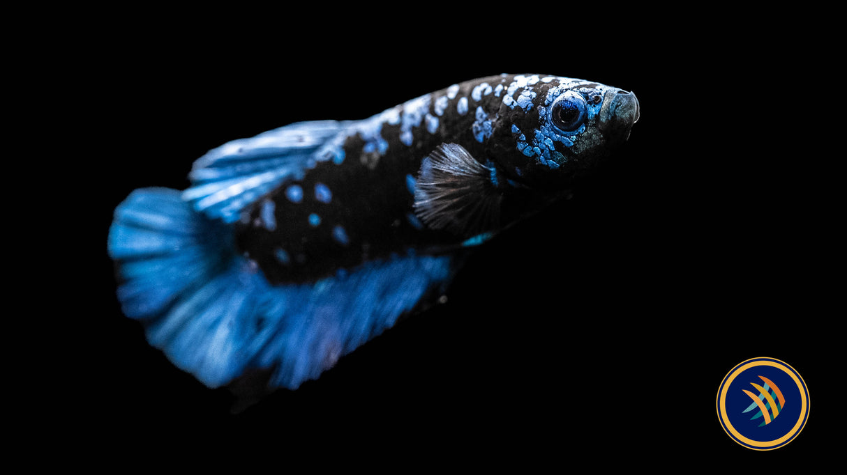 Betta Avatar Nebula Male HMPK | Bettas | Largest Tropical Fish Selection at Your Local Fish Store
