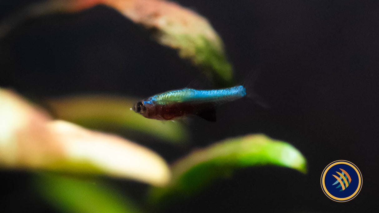 Blue Axelrodi Rasbora (Sundadanio Axelrodi) | Tetras Rasboras & Pencilfish | Largest Tropical Fish Selection at Your Local Fish Store