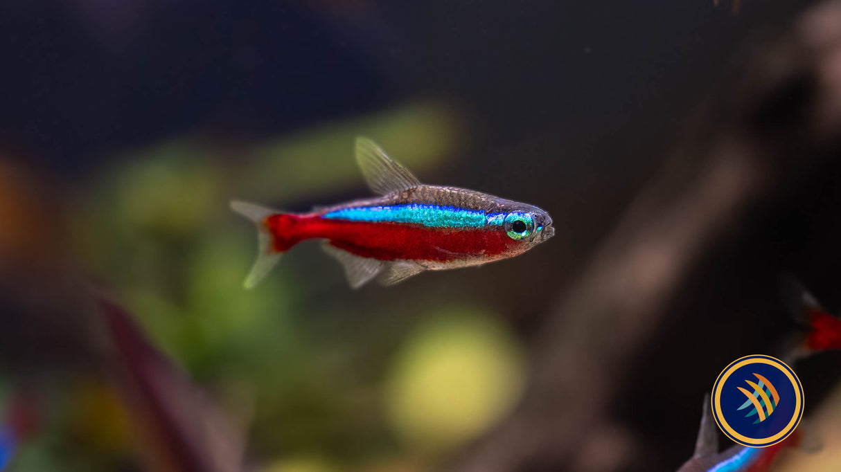 Cardinal Tetra (Paracheirodon axelrodi) | Tetras Rasboras & Pencilfish | Largest Tropical Fish Selection at Your Local Fish Store