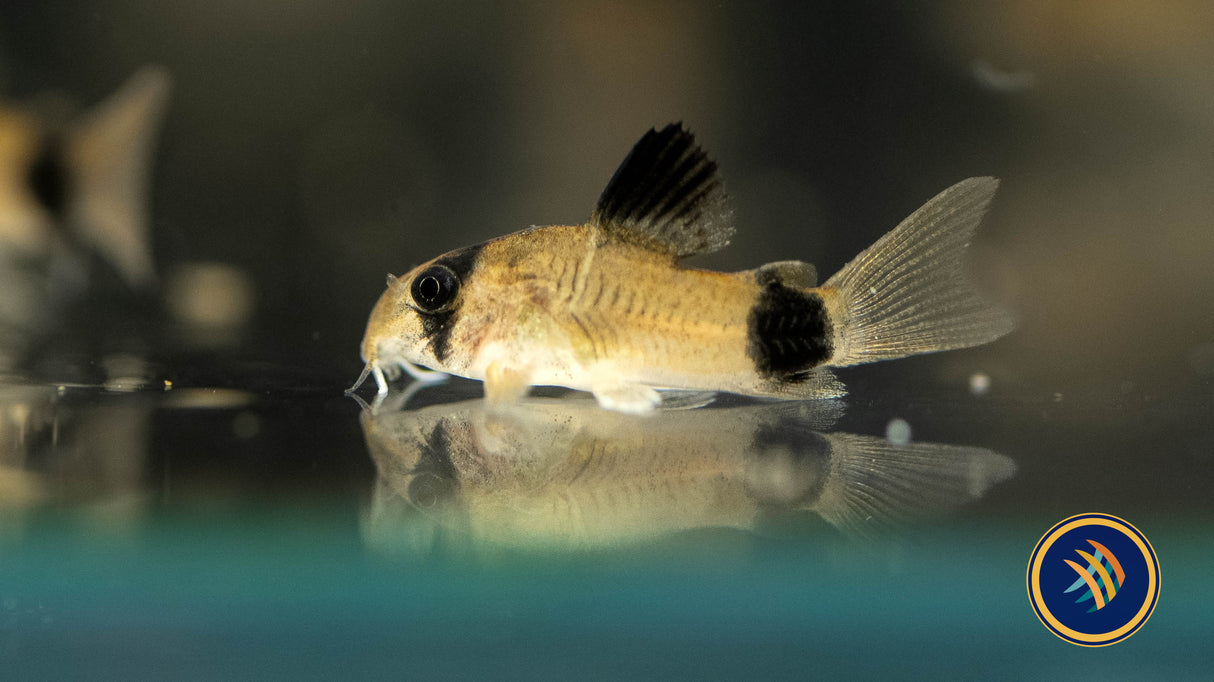 Corydoras Panda (Corydoras panda) | Catfish Loaches & Plecos | Largest Tropical Fish Selection at Your Local Fish Store