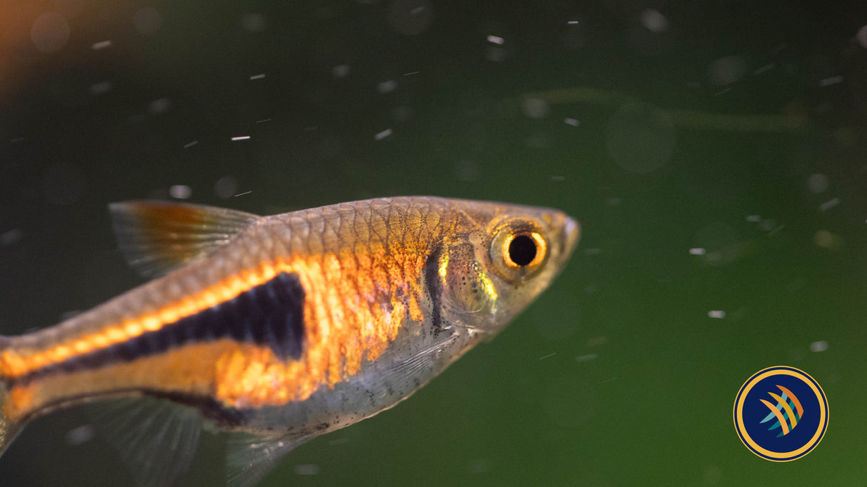 Espei Rasbora (Trigonostigma espei) 1-1.5cm | Tetras Rasboras & Pencilfish | Largest Tropical Fish Selection at Your Local Fish Store