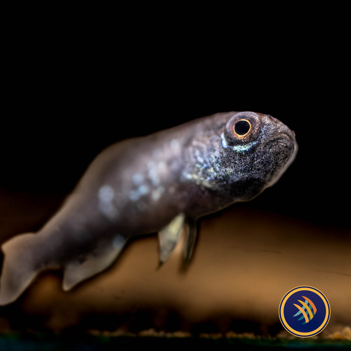 Everglades Pygmy Sunfish (Elassoma evergladei) Aquarium Glaser X-Large | Rainbowfish Killifish & Danios | Largest Tropical Fish Selection at Your Local Fish Store