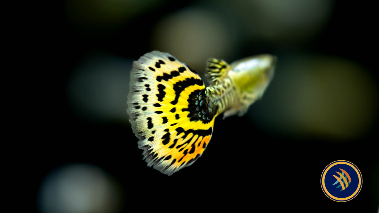 Fancy Guppy Male Assorted (Poecilia reticulata) | Livebearers | Largest Tropical Fish Selection at Your Local Fish Store