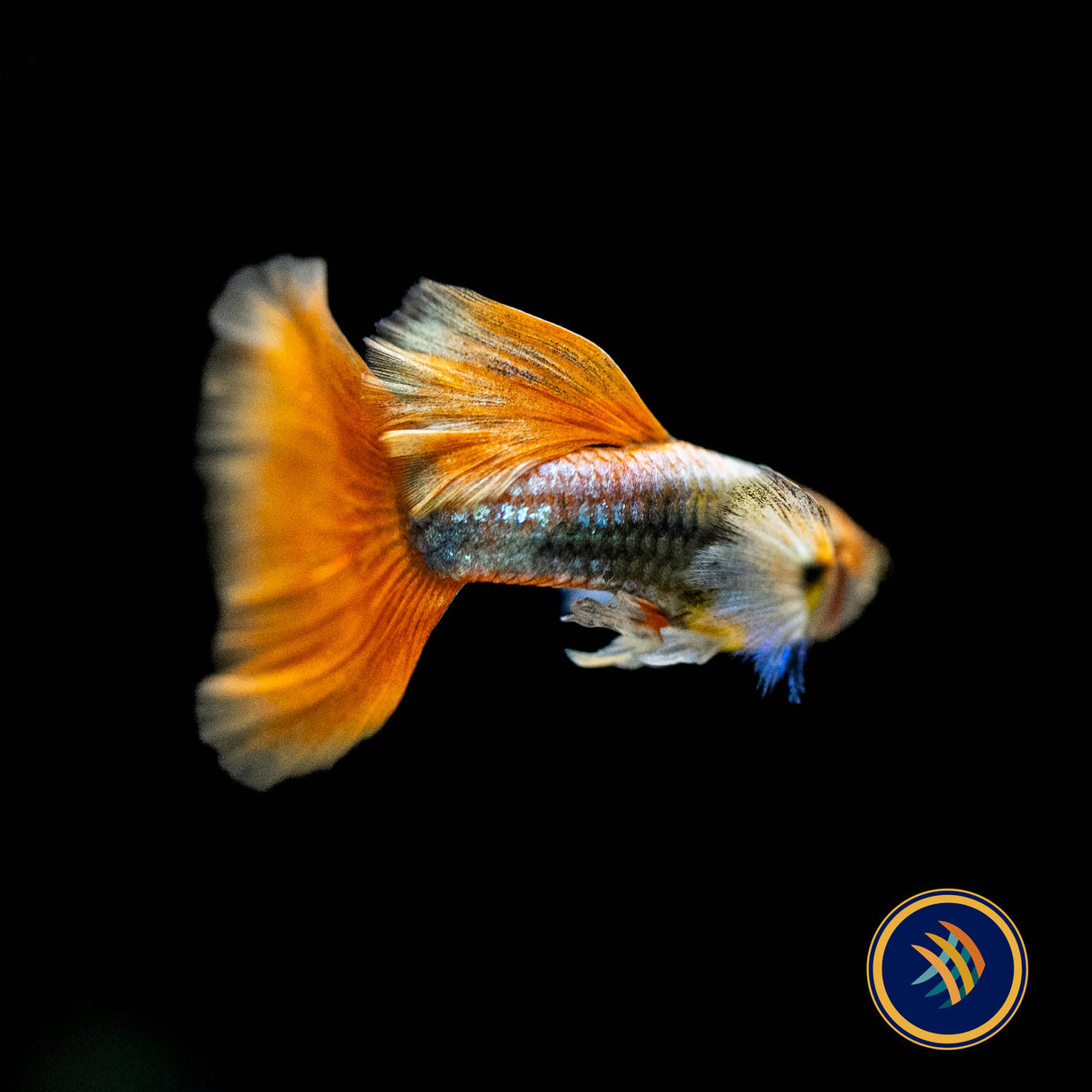 Fancy Guppy Pair Dumbo Santa | Livebearers | Largest Tropical Fish Selection at Your Local Fish Store