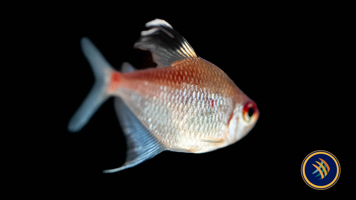 Flame Back Bleeding Heart Tetra (hyphessobrycon Pyrrhonotus) Med-Large (Aquarium Glaser) | Tetras Rasboras & Pencilfish | Largest Tropical Fish Selection at Your Local Fish Store
