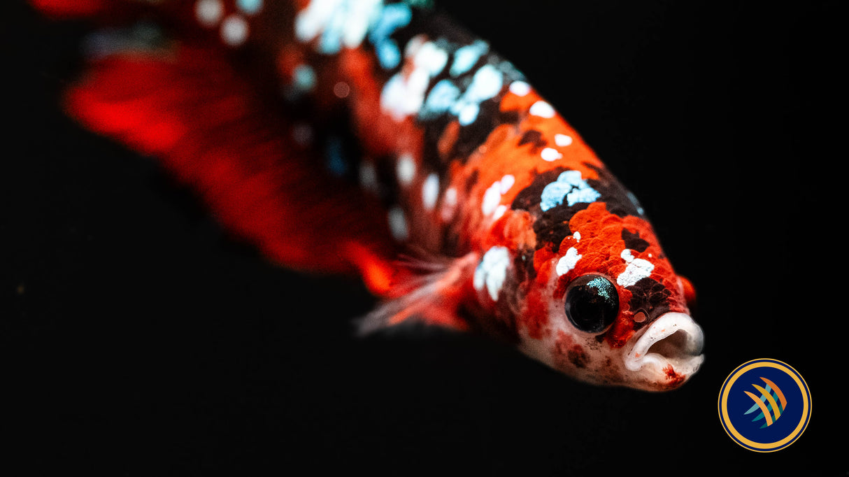 HMPK Male Betta | Bettas | Largest Tropical Fish Selection at Your Local Fish Store