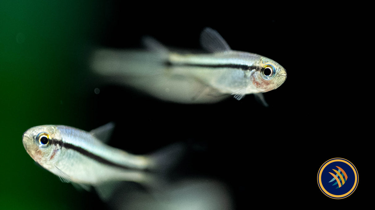 Imperial Lapis Tetra 2.5cm | Tetras Rasboras & Pencilfish | Largest Tropical Fish Selection at Your Local Fish Store