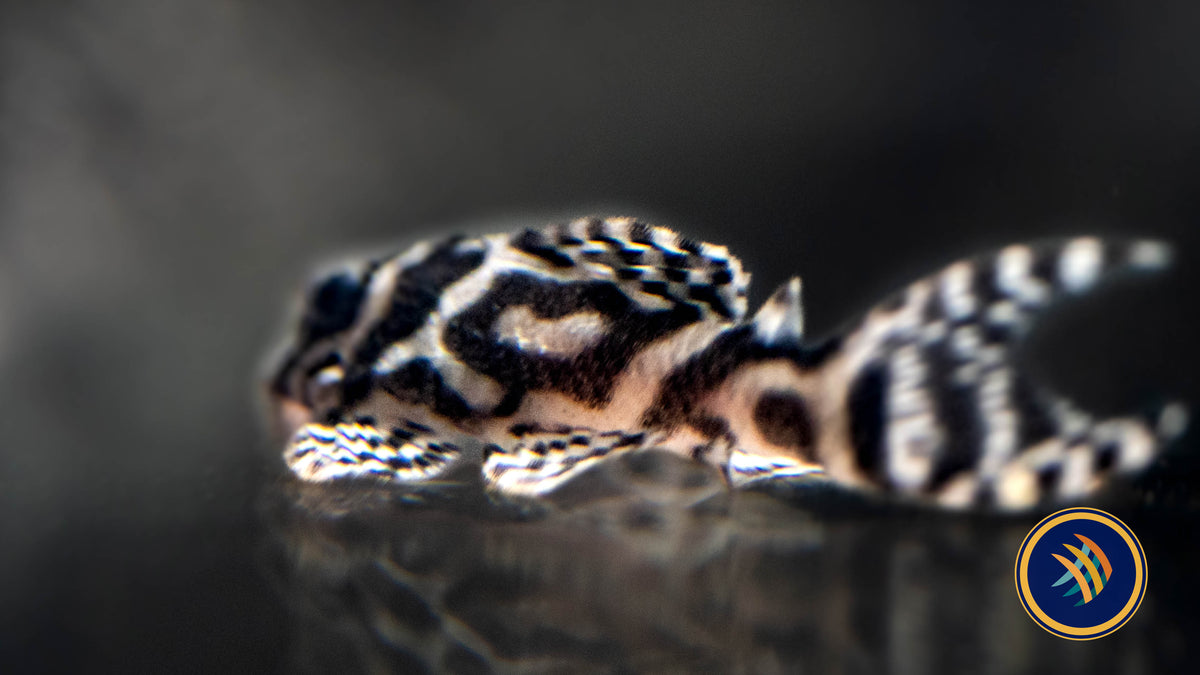 L236 Hypancistrus Pleco 2.5"-3" (Locally Bred) | Catfish Loaches & Plecos | Largest Tropical Fish Selection at Your Local Fish Store