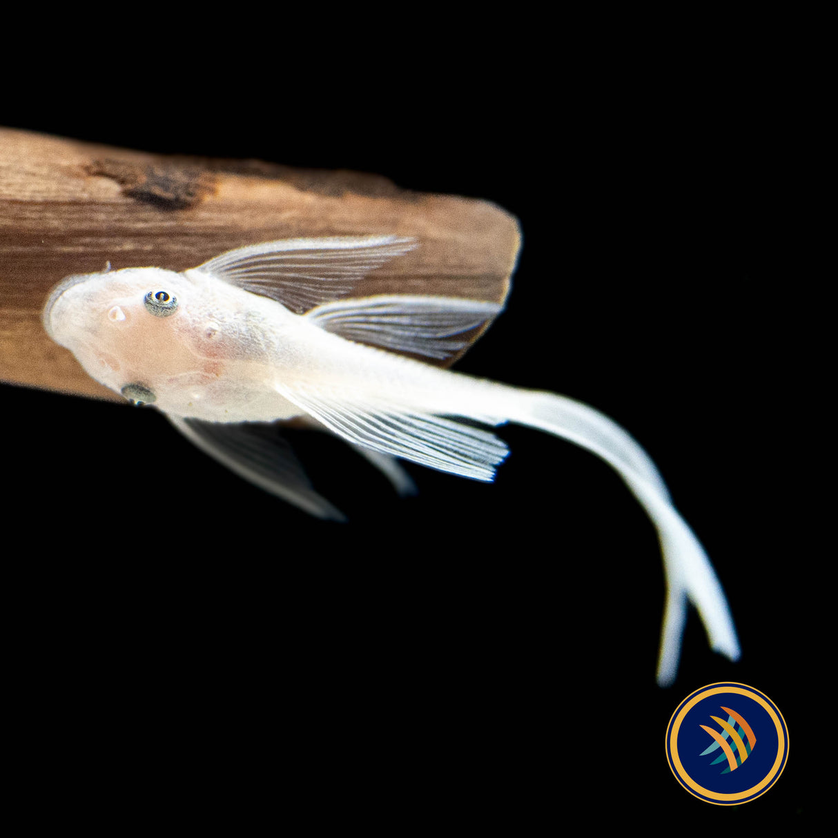 Snow White Long Fin Bristlenose (PlecoCeramics) | Catfish Loaches & Plecos | Largest Tropical Fish Selection at Your Local Fish Store