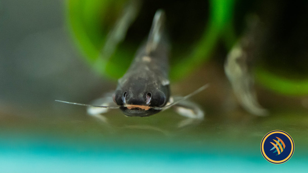 Milky Way Wood Catfish (Tatia galaxias) 3-4cm Aquarium Glaser | Catfish Loaches & Plecos | Largest Tropical Fish Selection at Your Local Fish Store