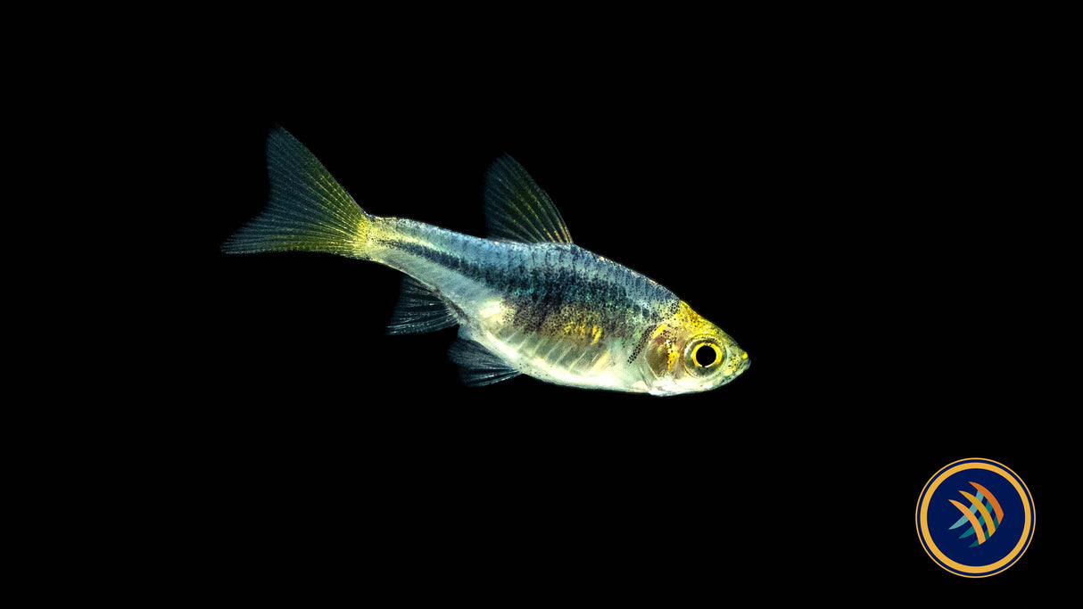 Purple Harlequin Rasbora (Trigonostigma heteromorpha) | Tetras Rasboras & Pencilfish | Largest Tropical Fish Selection at Your Local Fish Store