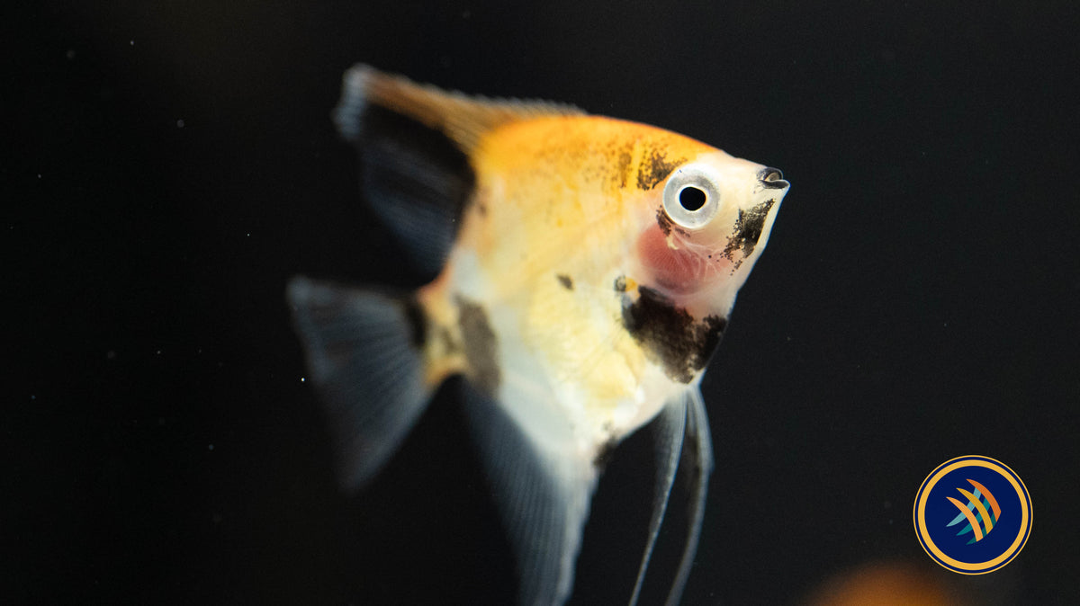 Red Devil Angelfish (3-4 cm) (Premium Grade) | Cichlids Badis & Gouramis | Largest Tropical Fish Selection at Your Local Fish Store