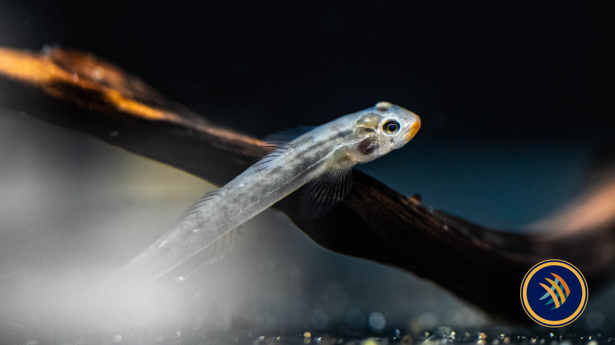 Red Lipstick Goby (Sicyopus Rubicundus) | Other Livestock | Largest Tropical Fish Selection at Your Local Fish Store