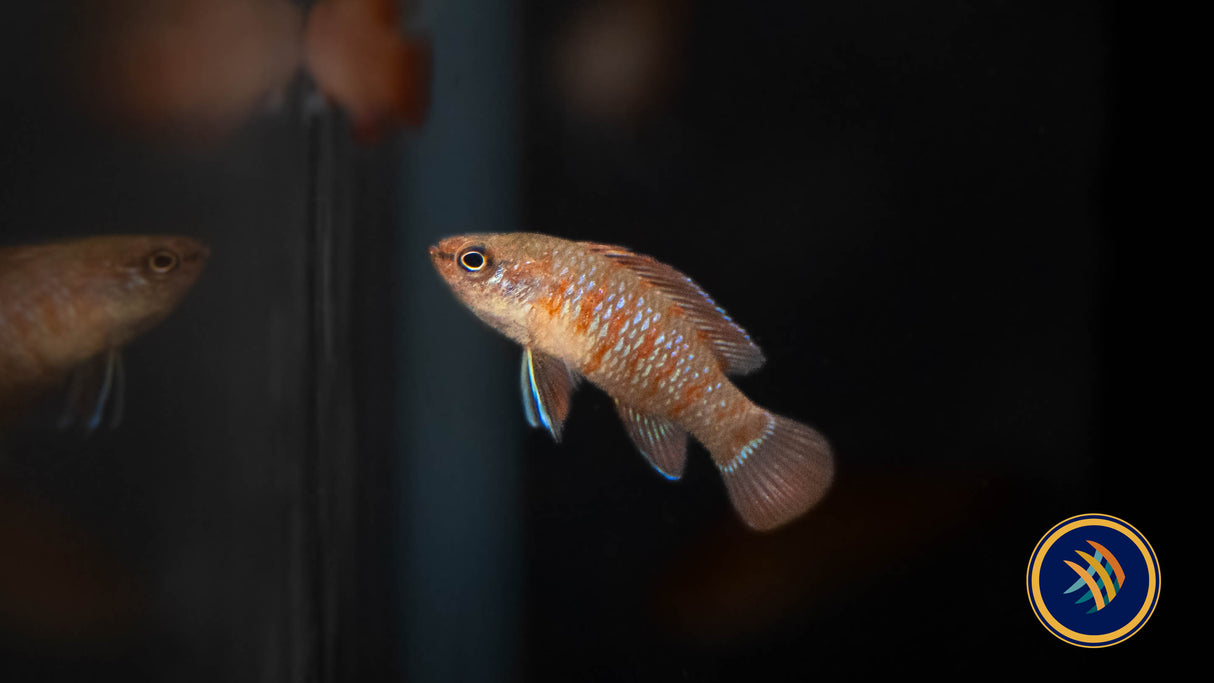 Red Scarlet Badis (Dario dario) | Cichlids Badis & Gouramis | Largest Tropical Fish Selection at Your Local Fish Store