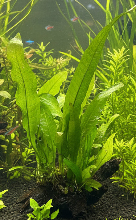 Java Fern - Microsorum pteropus on 10cm wood
